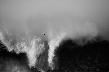 Alessandro Puccinelli - Z Mare 402