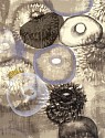 Ross Bleckner, Z Happiness for Instance, III; edition of 75
1997, 17 color silkscreen